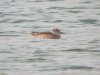 Garganey at Paglesham Lagoon (Steve Arlow) (91159 bytes)